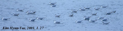 Saunders's Gull (Saundersilarus saundersi), photo 8