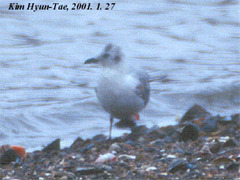 Saundersilarus saundersi