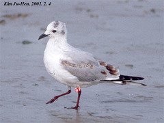 Saundersilarus saundersi