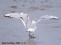 Saundersilarus saundersi