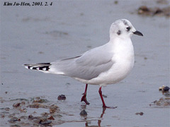 Saundersilarus saundersi