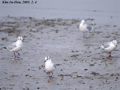 Saundersilarus saundersi