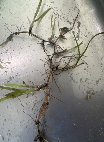 Halodule pinifolia iNat (3)
