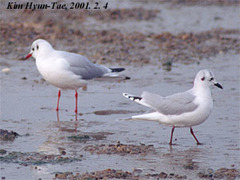 Saundersilarus saundersi