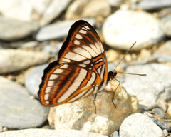 Adelpha ethelda eponina