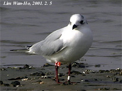 Saundersilarus saundersi