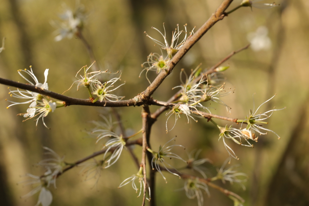 Prunus spinosa, Court Hey Park, Roby Road, Huyton, Liverpool, Merseyside, UK