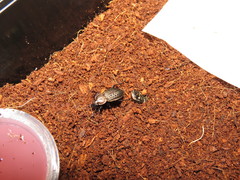 Carabus tuberculosus