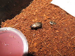 Carabus tuberculosus