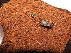 Carabus tuberculosus