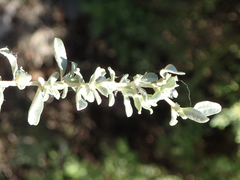 Atriplex serenana