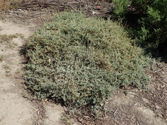 Atriplex serenana
