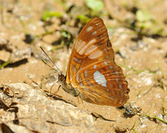 Adelpha justina