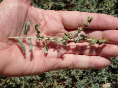 Atriplex serenana