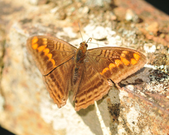 Adelpha levona