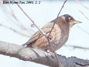 Turdus naumanni