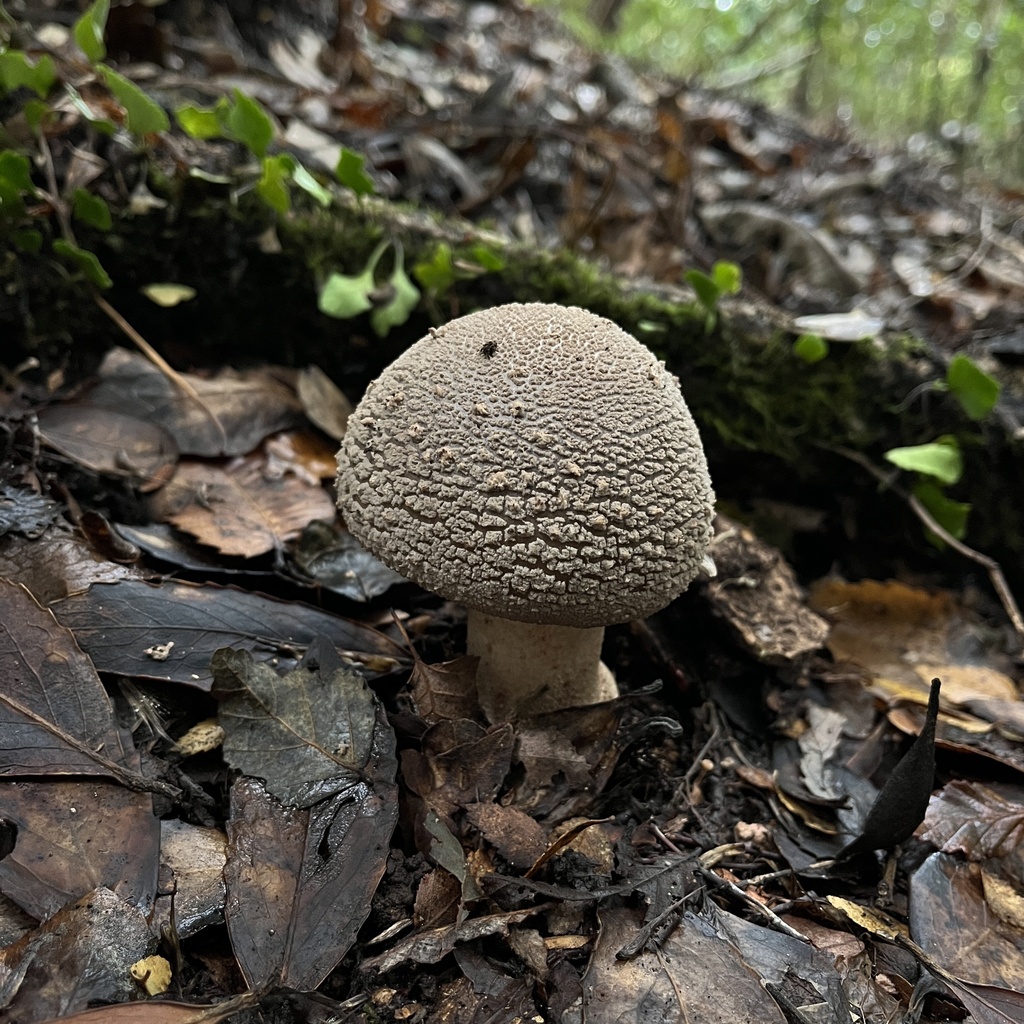 Amanita rubescens · April 2023 · photo: © cristianriquelme (iNaturalist, cc-by)