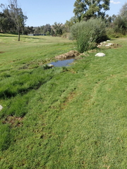 Paspalum vaginatum