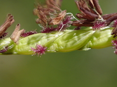 Paspalum vaginatum
