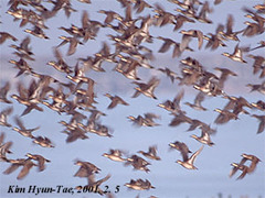 Sibirionetta formosa