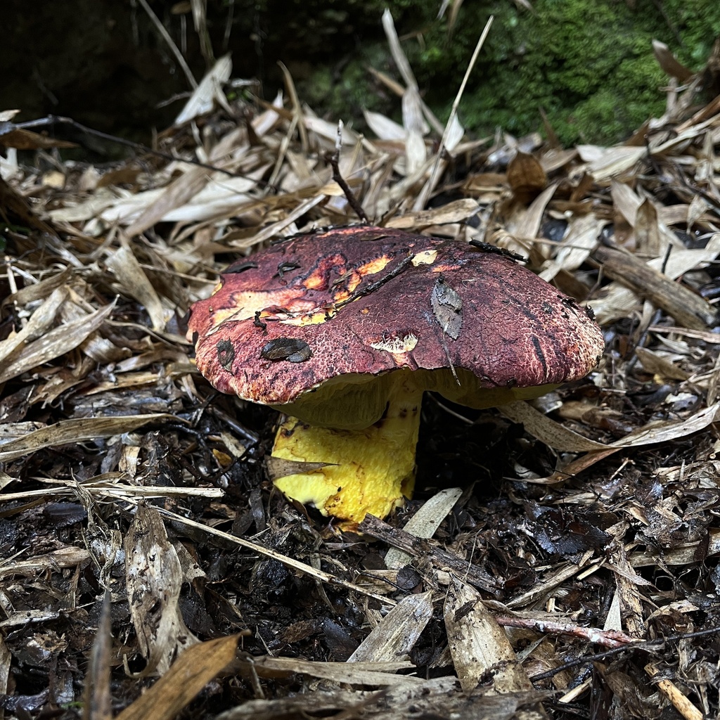 Butyriboletus loyo · April 2023 · photo: © cristianriquelme (iNaturalist, cc-by)