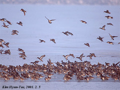 Sibirionetta formosa