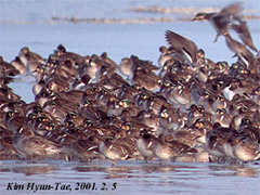 Sibirionetta formosa