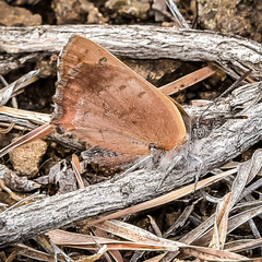 Lycaena clarki