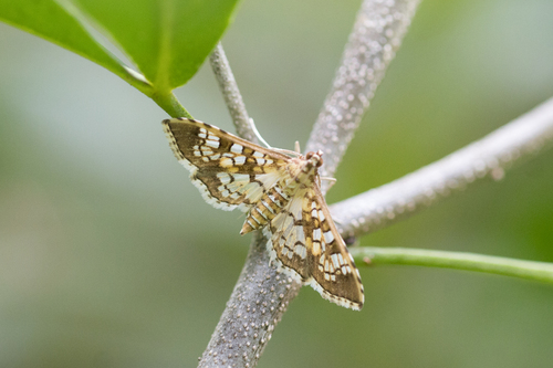 Assembly Moth photo 3