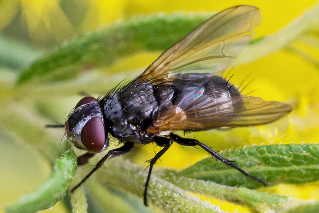 Gnadochaeta nigrifrons