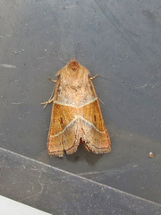 Lemmeria digitalis