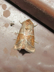 Lemmeria digitalis