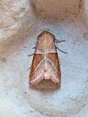 Lemmeria digitalis
