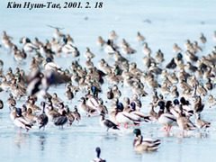 Sibirionetta formosa