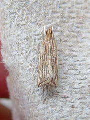 Helcystogramma hystricella
