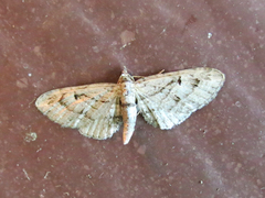 Eupithecia interruptofasciata