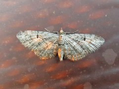 Eupithecia interruptofasciata