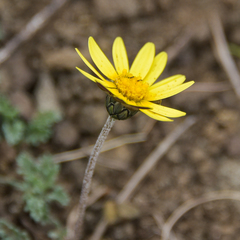 Ursinia montana