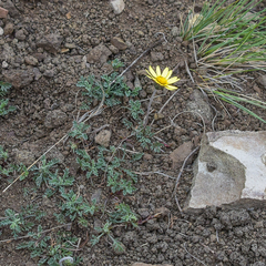 Ursinia montana