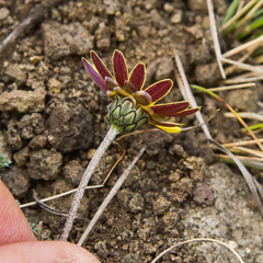 Ursinia montana