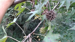 Liquidambar orientalis