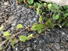 Dichondra micrantha image