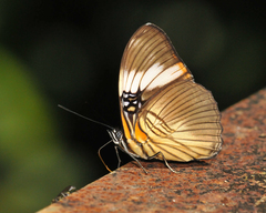 Adelpha lycorias