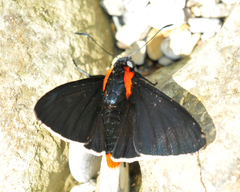 Pyrrhopyge