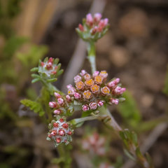 Helichrysum lineare