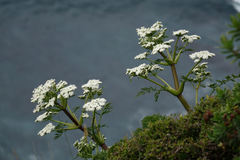 Anisotome lyallii