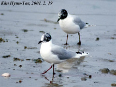 Saundersilarus saundersi