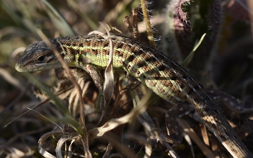 Western Psammodromus, Portugal, photo 6 of 10