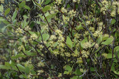 Olearia fragrantissima