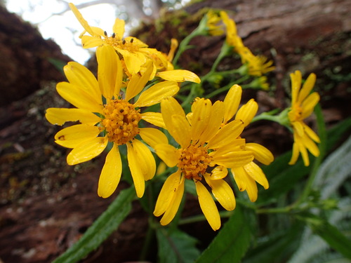 Lipochaeta connata observed 2018-11-27